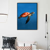 Meeresschildkröte | Canvas Art - Science Factory