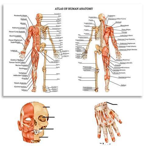 Atlas der menschlichen Anatomie | Canvas Art - Science Factory
